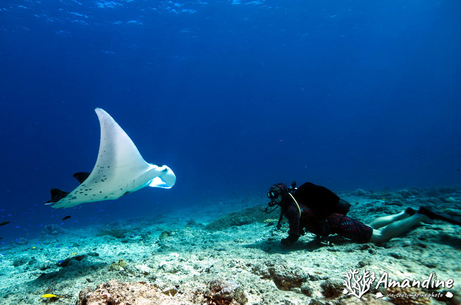 Mobula alfredi