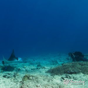 Vertébrés » Poissons cartilagineux » Raie » Mobula alfredi
