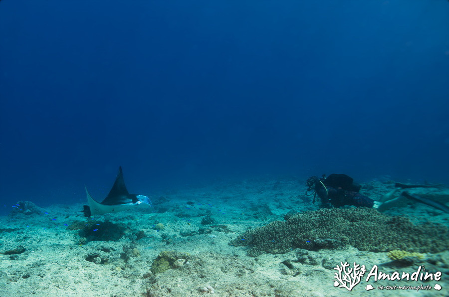 Mobula alfredi