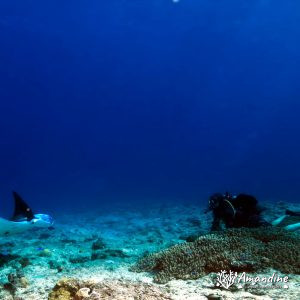Vertébrés » Poissons cartilagineux » Raie » Mobula alfredi