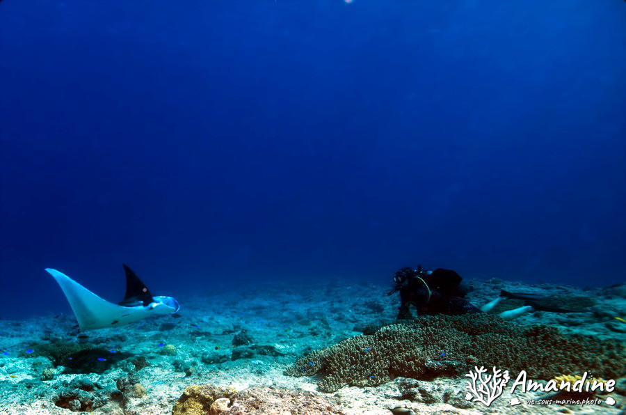 Mobula alfredi