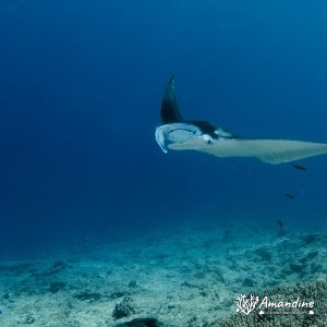 Vertébrés » Poissons cartilagineux » Raie » Mobula alfredi