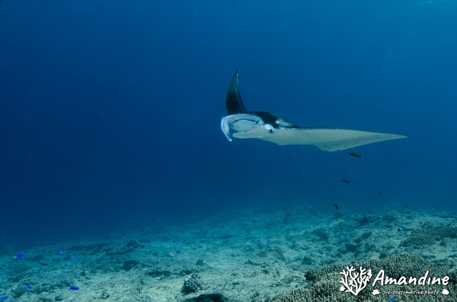 Mobula alfredi