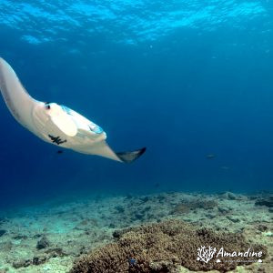 Vertébrés » Poissons cartilagineux » Raie » Mobula alfredi