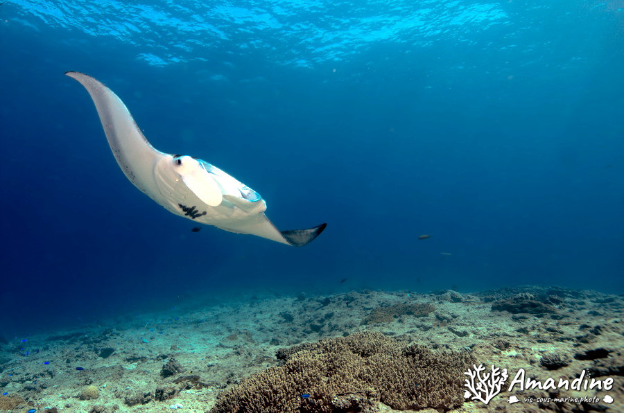 Mobula alfredi
