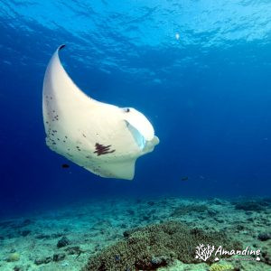 Vertébrés » Poissons cartilagineux » Raie » Mobula alfredi
