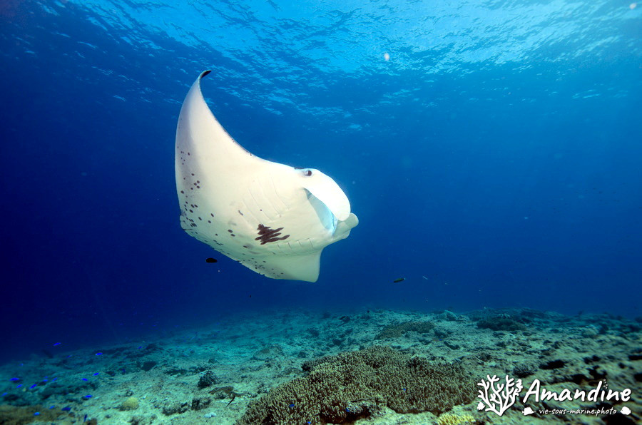 Mobula alfredi