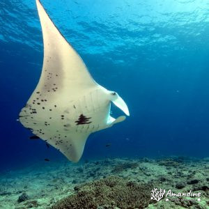 Vertébrés » Poissons cartilagineux » Raie » Mobula alfredi