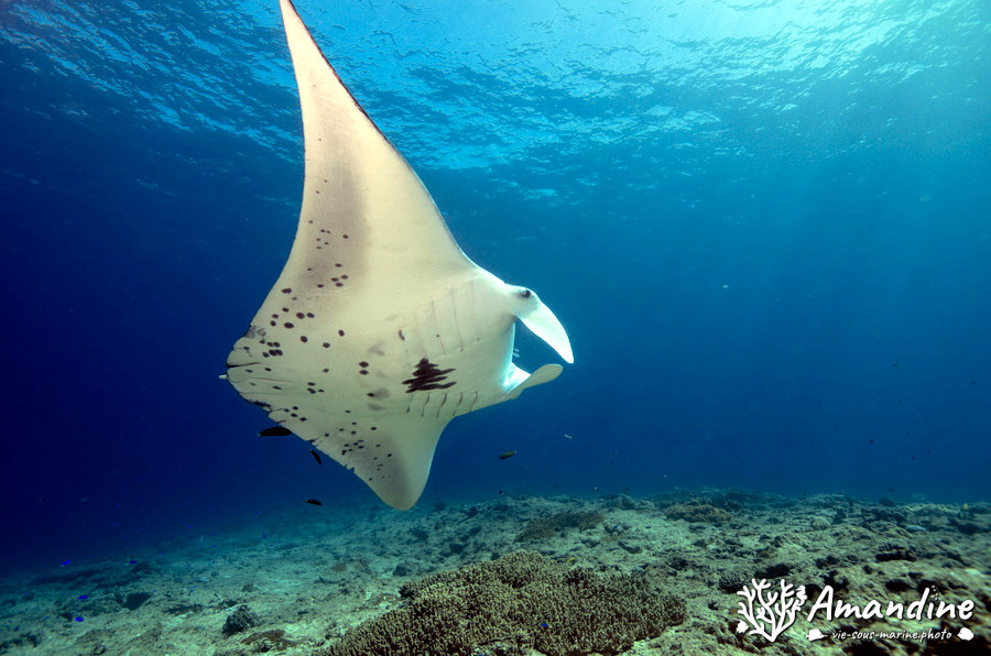 Mobula alfredi