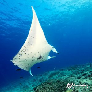 Vertébrés » Poissons cartilagineux » Raie » Mobula alfredi
