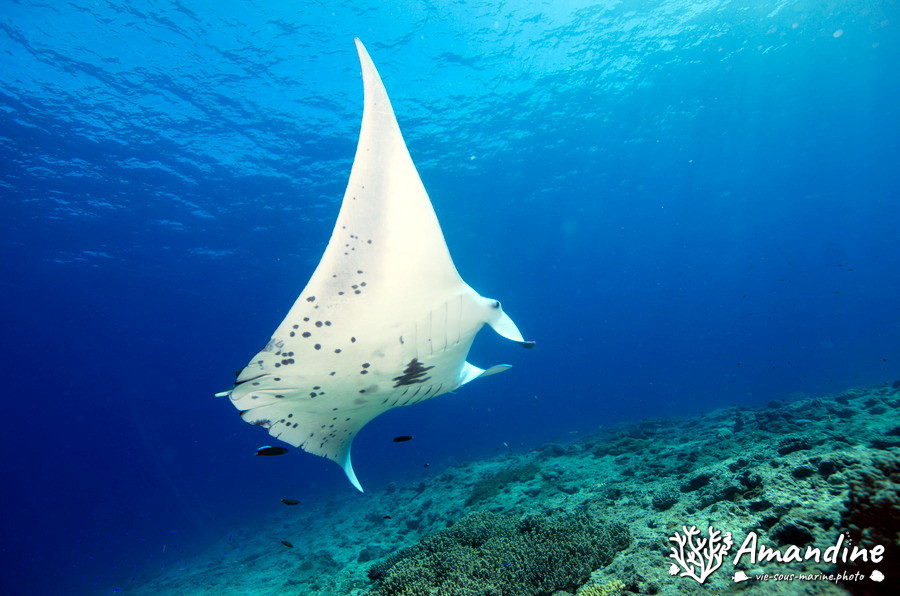 Mobula alfredi