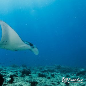 Vertébrés » Poissons cartilagineux » Raie » Mobula alfredi