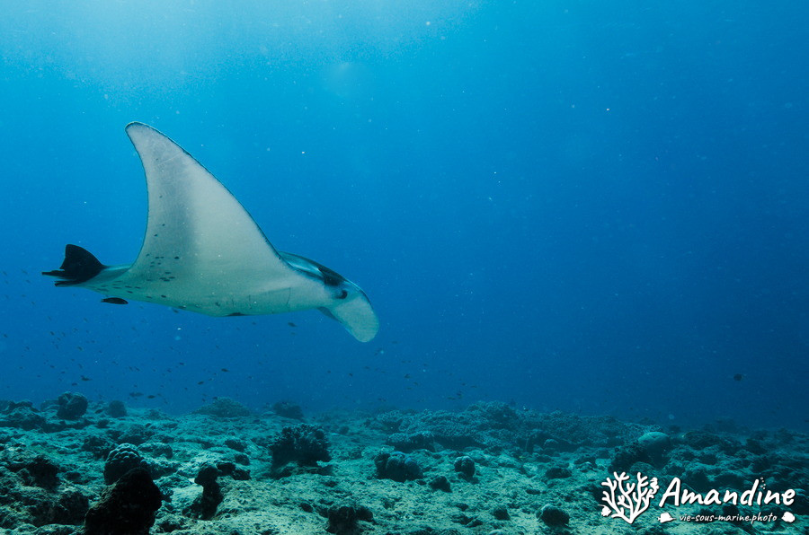 Mobula alfredi