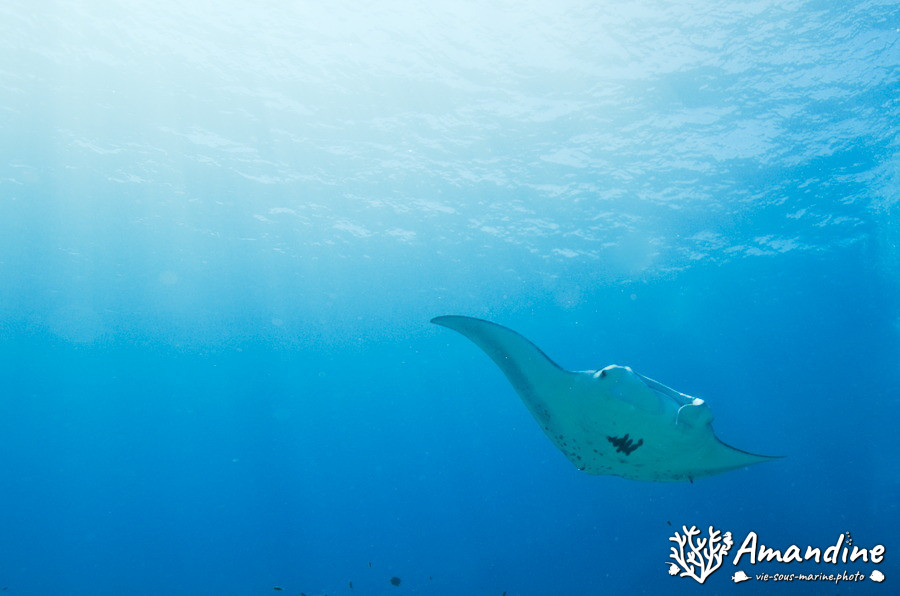 Mobula alfredi