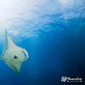Vertébrés » Poissons cartilagineux » Raie » Mobula alfredi