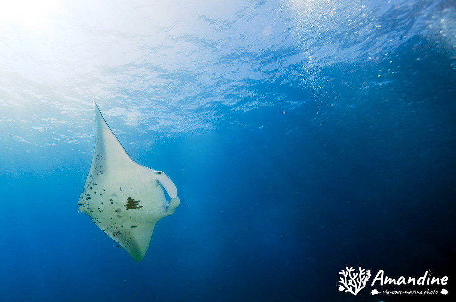 Mobula alfredi