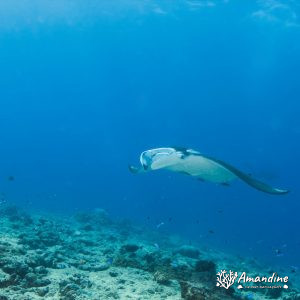 Vertébrés » Poissons cartilagineux » Raie » Mobula alfredi