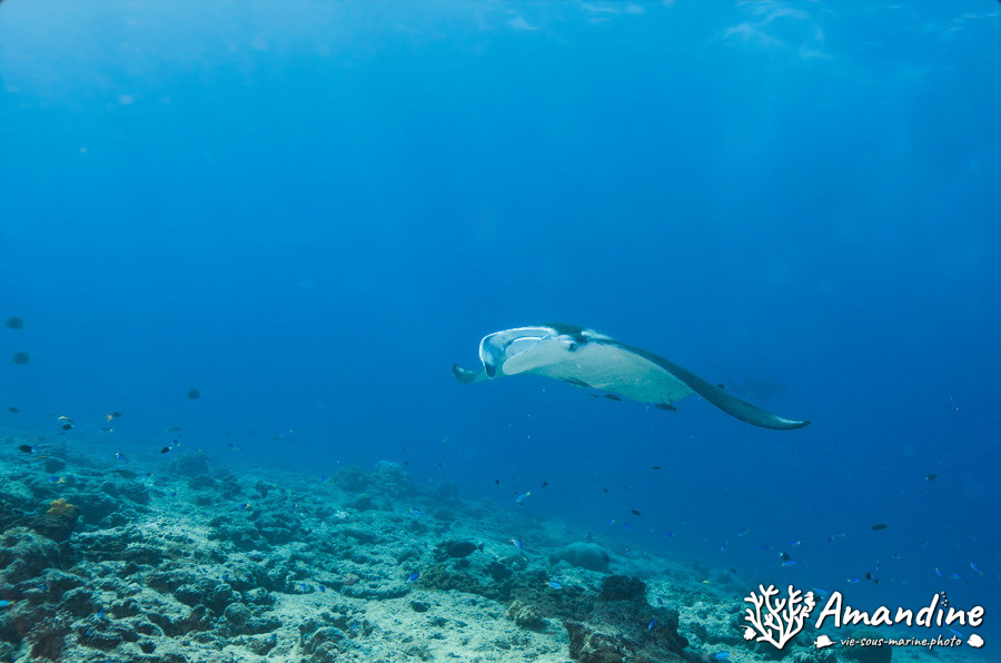 Mobula alfredi
