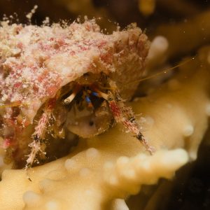 Non identifié - Nouvelle-Calédonie, Passe de Boulari, Forêt de Snark