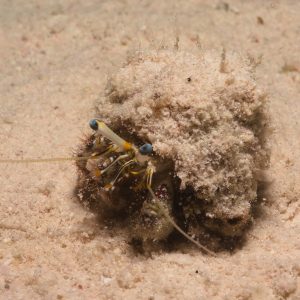 Non identifié - Nouvelle-Calédonie, Passe de Boulari, Forêt de Snark
