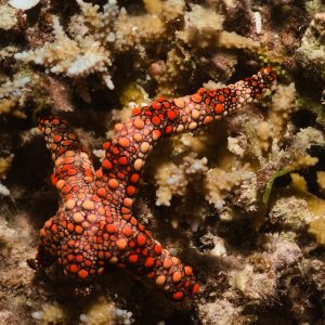 Non identifié - Nouvelle-Calédonie, Passe de Boulari, Forêt de Snark