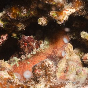 Non identifié - Nouvelle-Calédonie, Passe de Boulari, Forêt de Snark