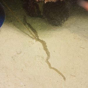 Non identifié - Nouvelle-Calédonie, Passe de Boulari, Forêt de Snark