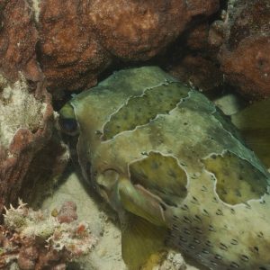 Non identifié - Nouvelle-Calédonie, Passe de Boulari, Forêt de Snark