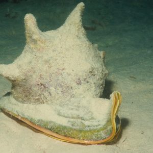 Non identifié - Nouvelle-Calédonie, Passe de Boulari, Forêt de Snark