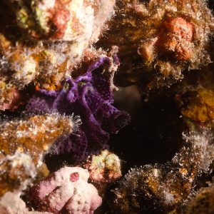 Non identifié - Nouvelle-Calédonie, Passe de Boulari, Forêt de Snark