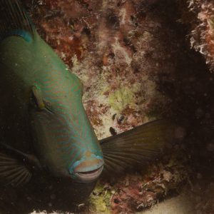 Non identifié - Nouvelle-Calédonie, Passe de Boulari, Forêt de Snark