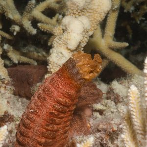 Non identifié - Nouvelle-Calédonie, Passe de Boulari, Forêt de Snark