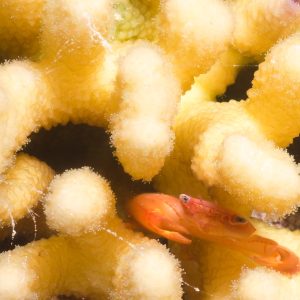 Non identifié - Nouvelle-Calédonie, Passe de Boulari, Forêt de Snark