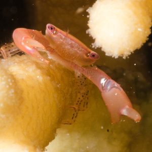 Non identifié - Nouvelle-Calédonie, Passe de Boulari, Forêt de Snark