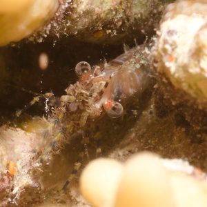 Non identifié - Nouvelle-Calédonie, Passe de Boulari, Forêt de Snark