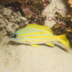Non identifié - Nouvelle-Calédonie, Passe de Boulari, Forêt de Snark