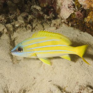 Non identifié - Nouvelle-Calédonie, Passe de Boulari, Forêt de Snark