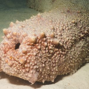 Non identifié - Nouvelle-Calédonie, Passe de Boulari, Forêt de Snark