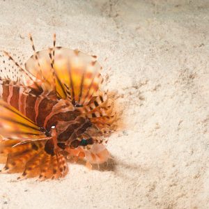 Non identifié - Nouvelle-Calédonie, Passe de Boulari, Forêt de Snark