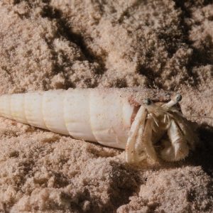 Non identifié - Nouvelle-Calédonie, Passe de Boulari, Forêt de Snark