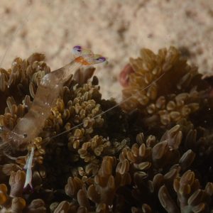 Non identifié - Nouvelle-Calédonie, Passe de Boulari, Forêt de Snark
