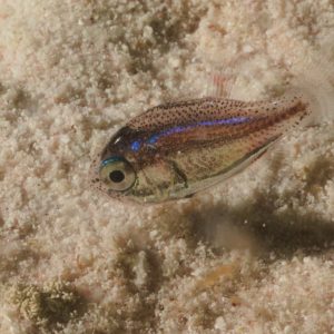 Non identifié - Nouvelle-Calédonie, Passe de Boulari, Forêt de Snark