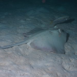 Non identifié - Nouvelle-Calédonie, Passe de Boulari, Forêt de Snark