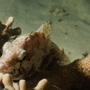 Non identifié - Nouvelle-Calédonie, Passe de Boulari, Forêt de Snark
