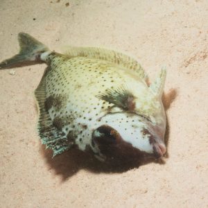 Non identifié - Nouvelle-Calédonie, Passe de Boulari, Forêt de Snark