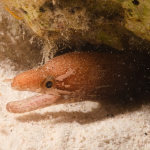 Non identifié - Nouvelle-Calédonie, Passe de Boulari, Forêt de Snark