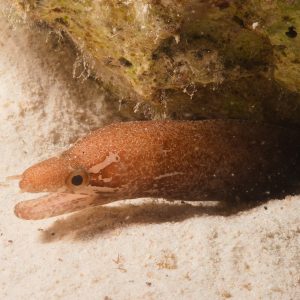 Non identifié - Nouvelle-Calédonie, Passe de Boulari, Forêt de Snark