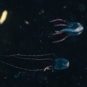 Non identifié - Nouvelle-Calédonie, Passe de Boulari, Forêt de Snark