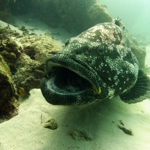  - Nouvelle-Calédonie, Bourail, La faille aux requins de Poé