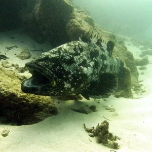  - Nouvelle-Calédonie, Bourail, La faille aux requins de Poé